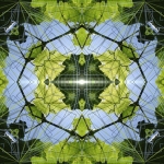 circuitree