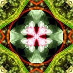 vii